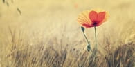 Bloom Where You're Planted